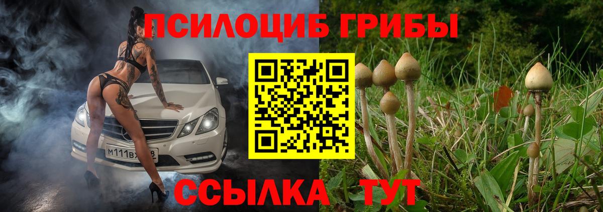 Выборг  Галлюциногенные грибы Psilocybe  Вход с VPN 