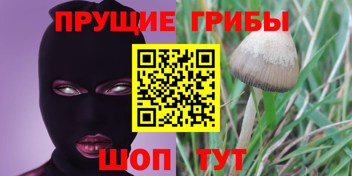 Псилоцибиновые грибы Psilocybine cubensis Выборг